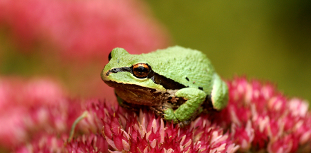 Pacific Chorus Frog, by Minette Layne