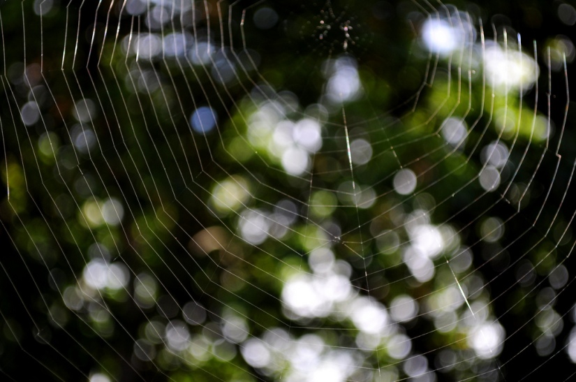 Spiderweb Bokeh, (CC) Calidenism